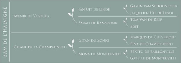 Pédigrée Sam de l'Halvigne